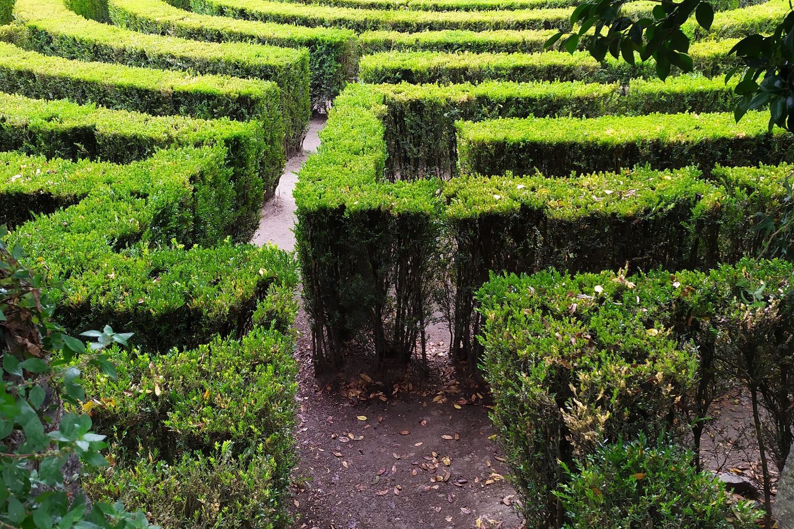 A fork in a green hedge maze with a single dirt path leading deeper into the labyrinth.